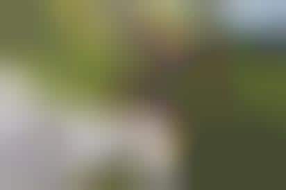 Canine Selfie Ads