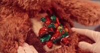 Stuffed Animal Surgery Videos Image 3