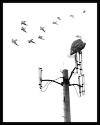 Displaced Animal Captures Image 4