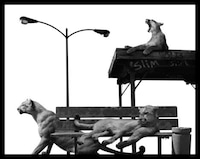 Displaced Animal Captures Image 5