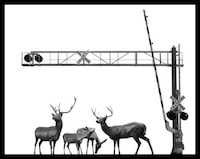 Displaced Animal Captures Image 6