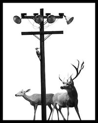 Displaced Animal Captures Image 8