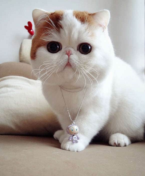 15 Feline-Inspired Portraits