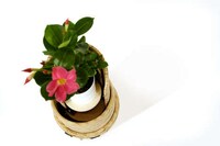 Playful Interactive Planters Image 2