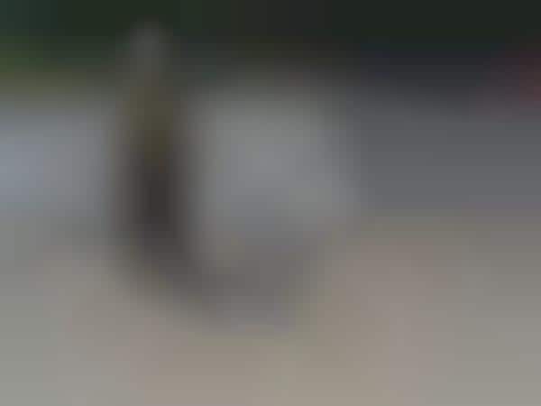 Disappearing Dog Photography