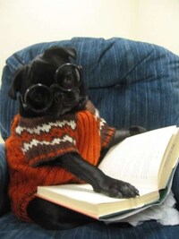 Eccentrically Styled Canines Image 2