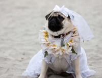 Eccentrically Styled Canines Image 3