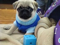 Eccentrically Styled Canines Image 5