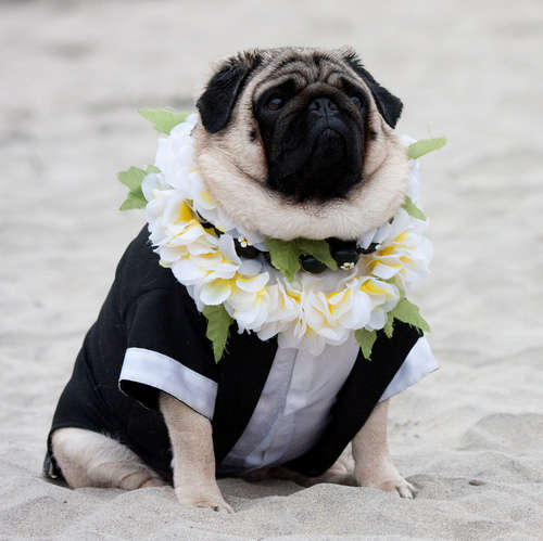 Eccentrically Styled Canines Pugs in Clothes Tumblr