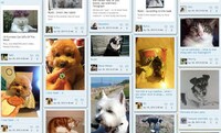 Paw-Friendly Networking Sites Image 3
