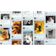 Paw-Friendly Networking Sites Image 3