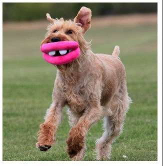 Goofy Grinning Pet Toys