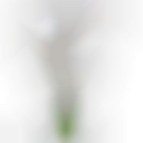 Blooming Beverage Siphons 