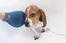 Puppy Grooming Gloves