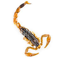 Toasted Scorpion Snacks Image 4