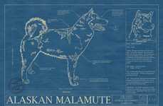 Architectural Blueprint Pet Drawings