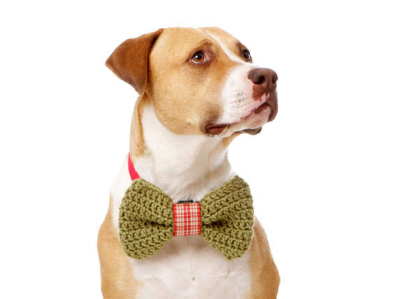 100 Peculiar Pet Products