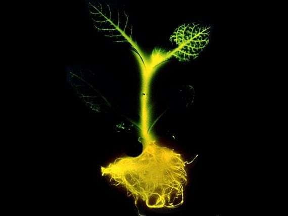Luminescent Foliage Lighting