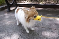Ducky Dog-Wearing Beaks Image 2