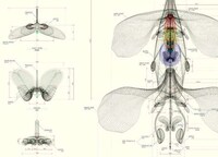 Exhaustive Lifeform Blueprints Image 5