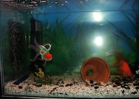 Goldfish Life Jackets Image 2