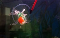 Goldfish Life Jackets Image 3