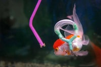 Goldfish Life Jackets Image 4