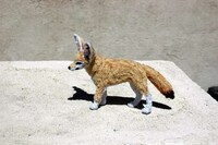 Lifelike Pipe Cleaner Animals Image 6