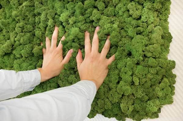 43 Living Moss Products