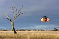 Animalistic Hot Air Balloons Image 3