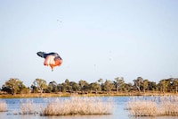 Animalistic Hot Air Balloons Image 4