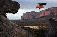 Animalistic Hot Air Balloons Image 5