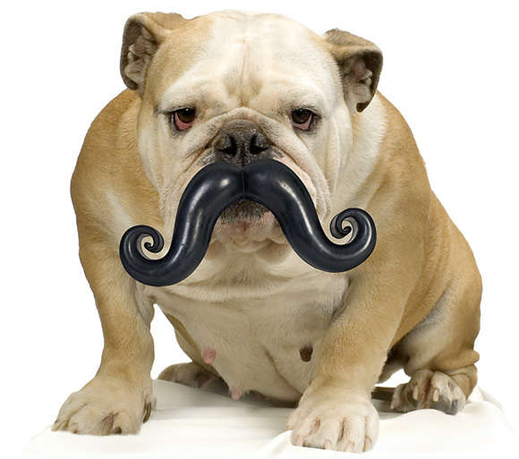 30 Quirky Canine Accessories