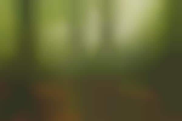 Fuel-Generating Artificial Forests