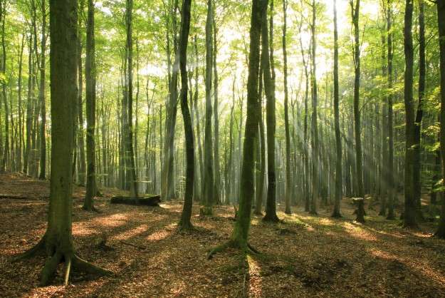 Fuel-Generating Artificial Forests