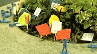Record-Breaking Micro Parks Image 6