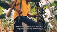 Invitation-Carrying Bananas Image 6