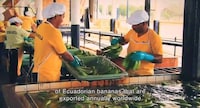 Invitation-Carrying Bananas Image 7