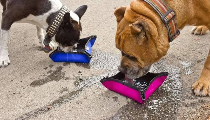 Foldable Dog Feeders