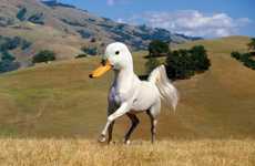 Animal Hybrid Photography