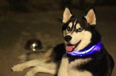 Light-Up Neon Dog Collars