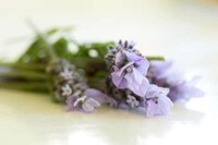 Lavender Soda Recipes Image 3