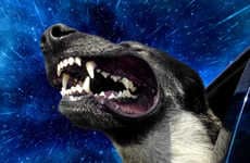 Time Warp Dog Photography