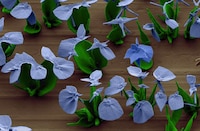 Minuscule Blooming Nanoflowers Image 2