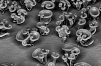 Minuscule Blooming Nanoflowers Image 3