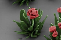 Minuscule Blooming Nanoflowers Image 4