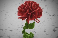 Minuscule Blooming Nanoflowers Image 5
