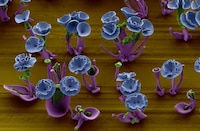 Minuscule Blooming Nanoflowers Image 6