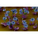 Minuscule Blooming Nanoflowers Image 6