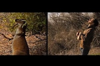 Animal-Impersonating Music Videos Image 3